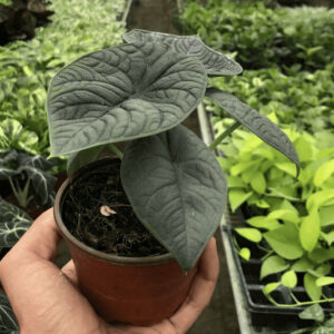 Alocasia Hilo Beauty